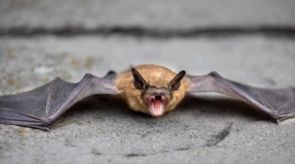 Летучий ужас: крылатый визитёр напугал астанчан