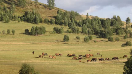 Тауға жидек теруге шыққан қария жоғалып кетті