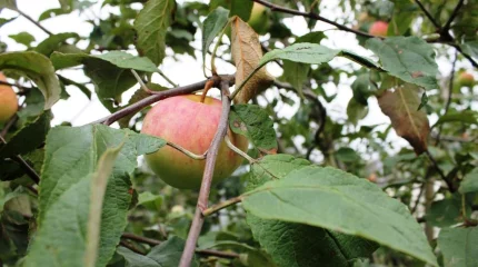 Яблоневый сад вынуждены круглосуточно охранять в Атырау