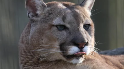 Пума напала на ребёнка в нацпарке США