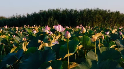 Атырауда “LOTUS FEST – 2025” халықаралық фестивалі өтті