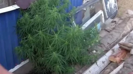 Восточноказахстанца задержали с запрещенным растением