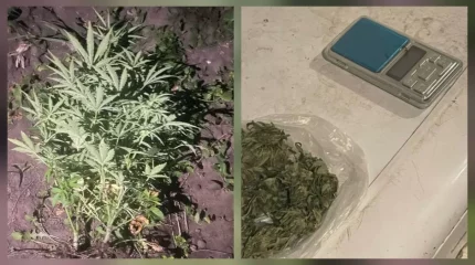 Қостанай облысында ауласында есірткі өсірген ер адам ұсталды