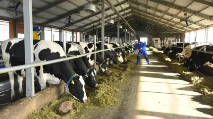 Жеңілдетілген несие беріледі