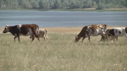 Ауыл шаруашылығы санағы басталады