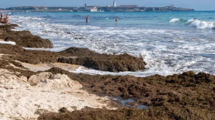 Агрессивная водоросль захватывает пляжи Испании: власти разработали антикризисный план