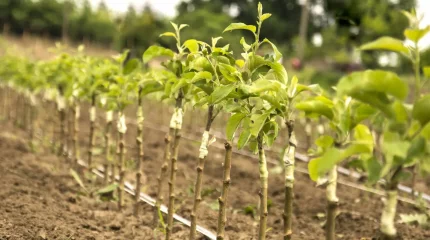 Предприниматели получили сроки за несуществующие саженцы в Жамбылской области