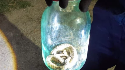 Змеи пробрались к домам сельчан в Алматинской области