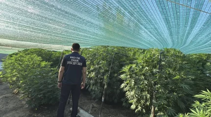 Огромную теплицу-«невидимку» с коноплей обнаружили в ЗКО