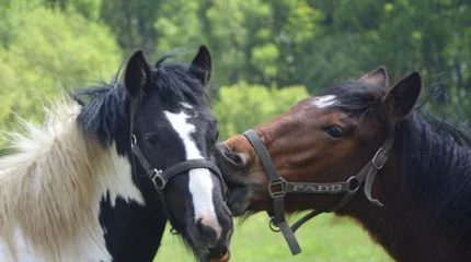 Швейцарская наездница объяснила кокаин в крови сексом