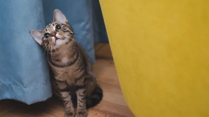 Видео с котиками призвали присылать исследователи