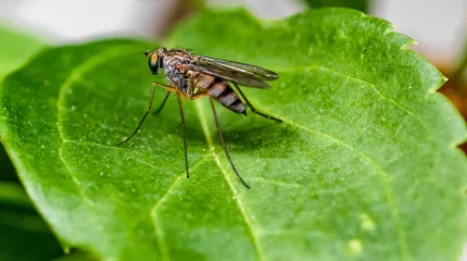 Новая угроза в Китае: вирус Чикунгунья заражает тысячи людей
