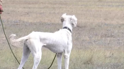 Павлодарда тазы иттердің жарысы өтті