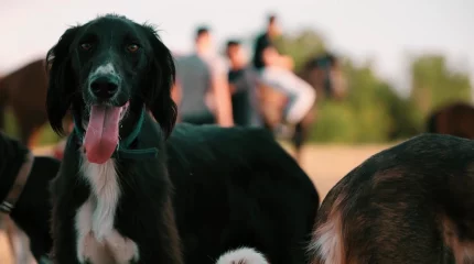 Қазақтың сегіз тазысы Финляндияда өтетін халықаралық көрмеге қатысады