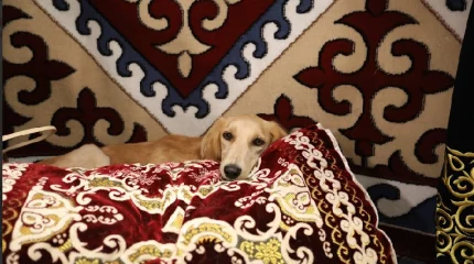 Официальная мировая премьера казахских тазы состоялась на Всемирной выставке собак WDS 2025 в Хельсинки