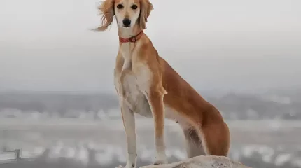 Президент поздравил Союз кинологов Казахстана с успехом казахских тазы на Всемирной выставке собак