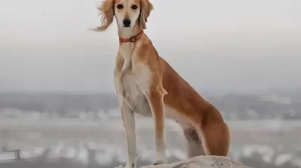 Президент Қазақстан кинологтар одағын қазақ тазысының халықаралық деңгейдегі жетістігімен құттықтады