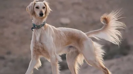 Итоги World Dog Show 2025: Казахский тазы покорил международное сообщество
