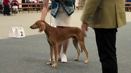 Президент тазы мен төбетті ұлттық бренд ретінде насихаттауды тапсырды