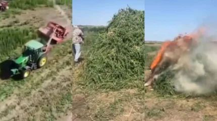 Полиция усилила борьбу с наркотрафиком в Жамбылской области