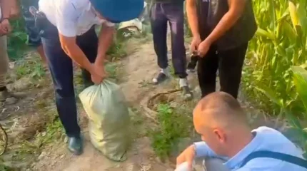 Наркоплантацию прятали в кукурузе в Алматинской области