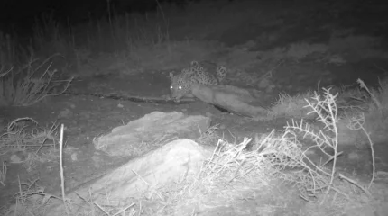 В Мангистау снова зафиксирован переднеазиатский леопард