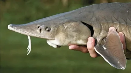 Мангистаусца на Land Cruiser задержали с сотнями килограммов осетра