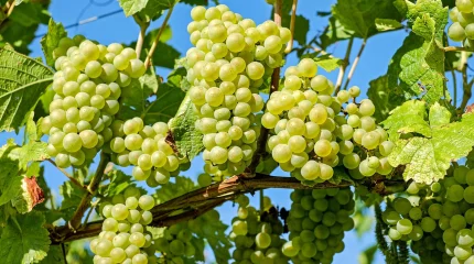 Во Франции виноград собрали уже в августе: жара ускорила урожай и изменила вкус белых вин