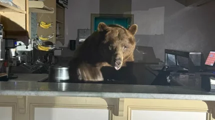 Медведь взломал кафе-мороженое в Калифорнии