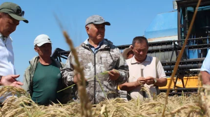 В Казахстане вывели новый сорт риса