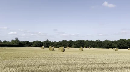 Свыше 24 млн тонн кормов заготовлено в Казахстане