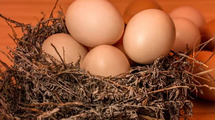 Сельскохозяйственные ярмарки стартуют в Астане в эти выходные