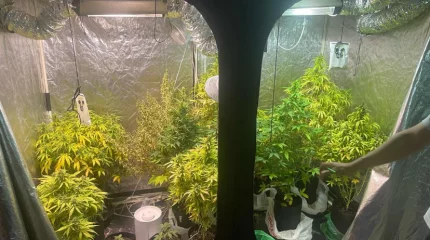 Каннабис выращивал костанаец в подвале частного дома