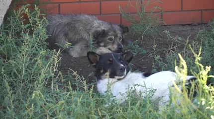 Бұралқы иттерден қорыққан оралдықтар баласын мектепке жіберуге қорқып отыр