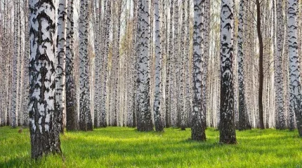 Девять тысяч гектаров неучтённого леса нашли на севере Казахстана