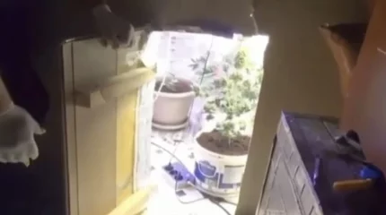 Тайную комнату с коноплей обнаружили в доме актюбинца
