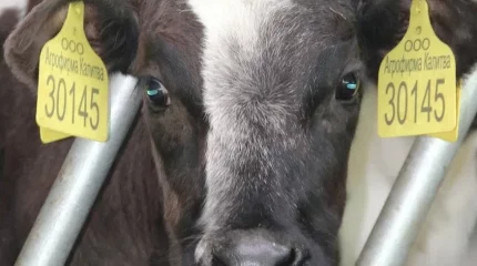 Онлайн-этап сельхозпереписи продлили до 20 сентября