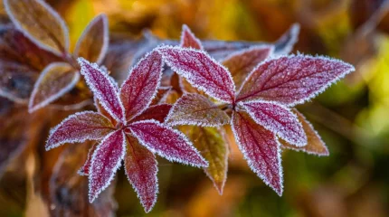Первые заморозки ударят в Казахстане