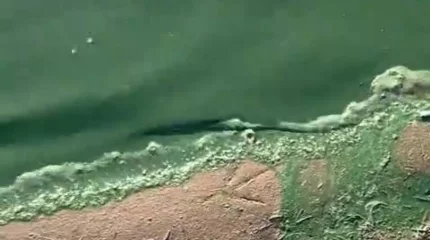 Жасыл түске боялған Жайық өзені жұртты алаңдатып қойды