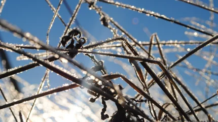 Первый морозец ощутят жители Астаны в среду, 3 сентября