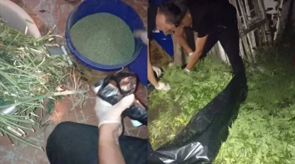 Ақтөбеде ауыл тұрғынынан 56 келі марихуана тәркіленді