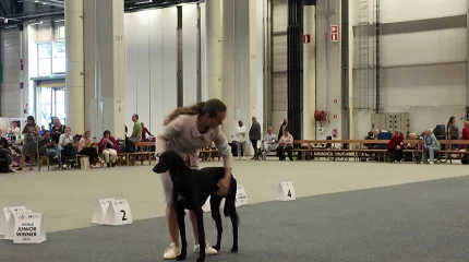 Бүгін - тазы мен төбет күні