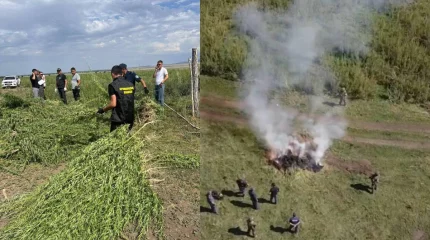 Полиция уничтожила свыше 20 гектаров конопли в ВКО