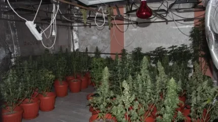 Қызылордада  есірткі өсірген 5 фитозертхана анықталды