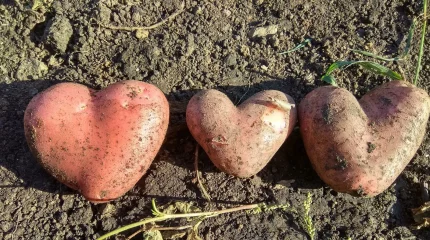 Заявление по ценам на картофель сделали в Минсельхозе Казахстана