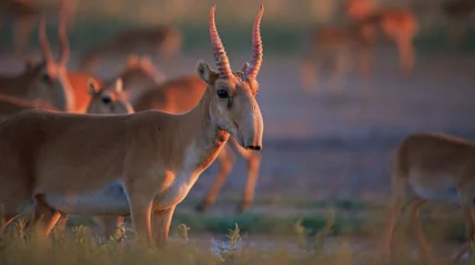 Экология министрлігі желіде тараған ақпаратқа қатысты мәлімдеме жасады