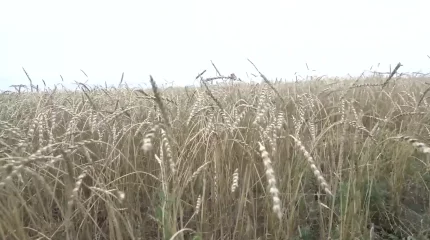 Необходимой мерой назвали казахстанские аграрии создание цифровой карты земель