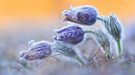 Заморозки ударят в нескольких областях Казахстана