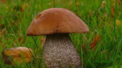 Зейнеткер саңырауқұлақ теремін деп адасып кетті