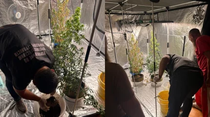 Өскеменде үй жағдайында қарасора өсіру фактісі әшкереленді